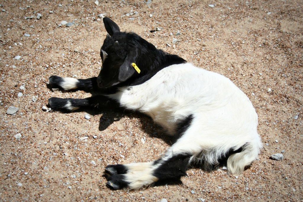 goat11
